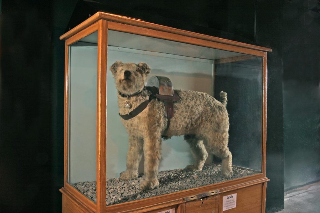 A stuffed dog in a glass cabinet