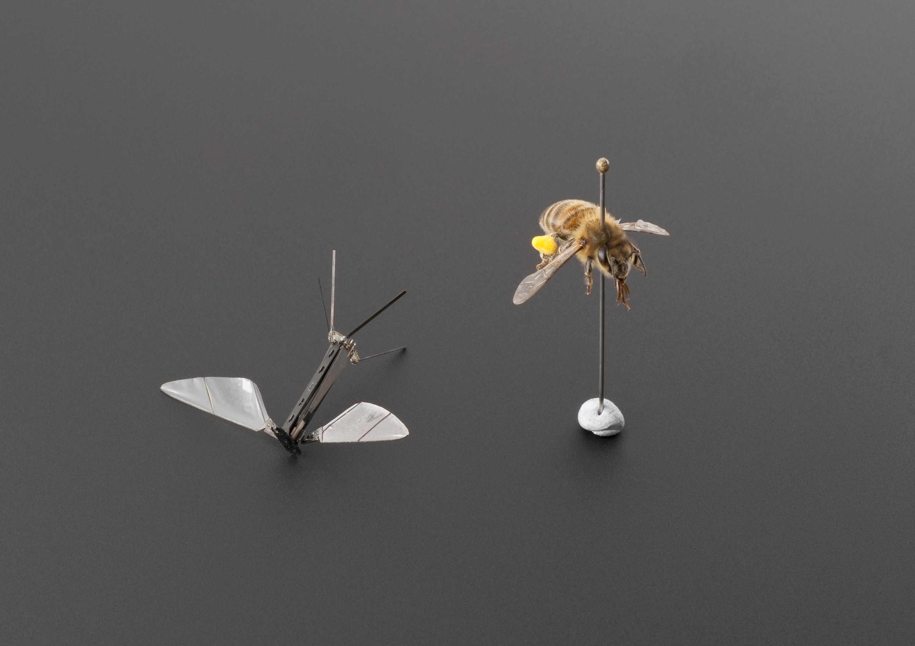 Size comparison of the Micro Robot Bee and a dead Honey Bee © The Science Museum / SSPL. Creative Commons BY-NC-SA