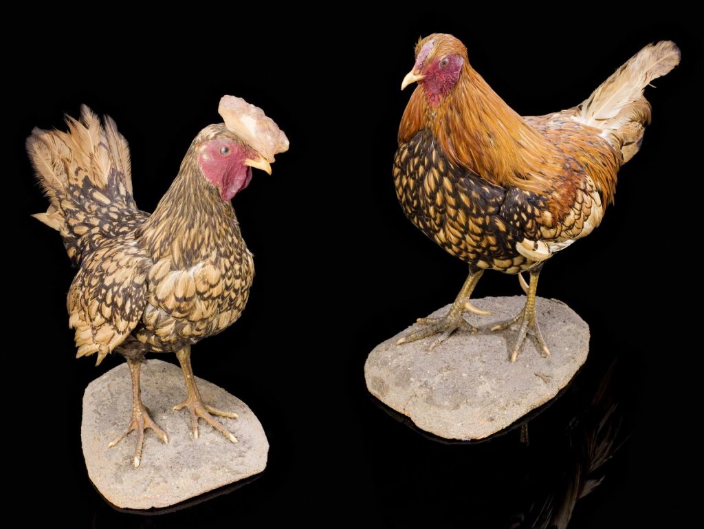 Group shot from left to right: 1996-136 Pt2 - Cock-feathered male Sebright Bantam and 1996-136 Pt1 Hen-feathered male Sebright bantam. View of whole objects on black background