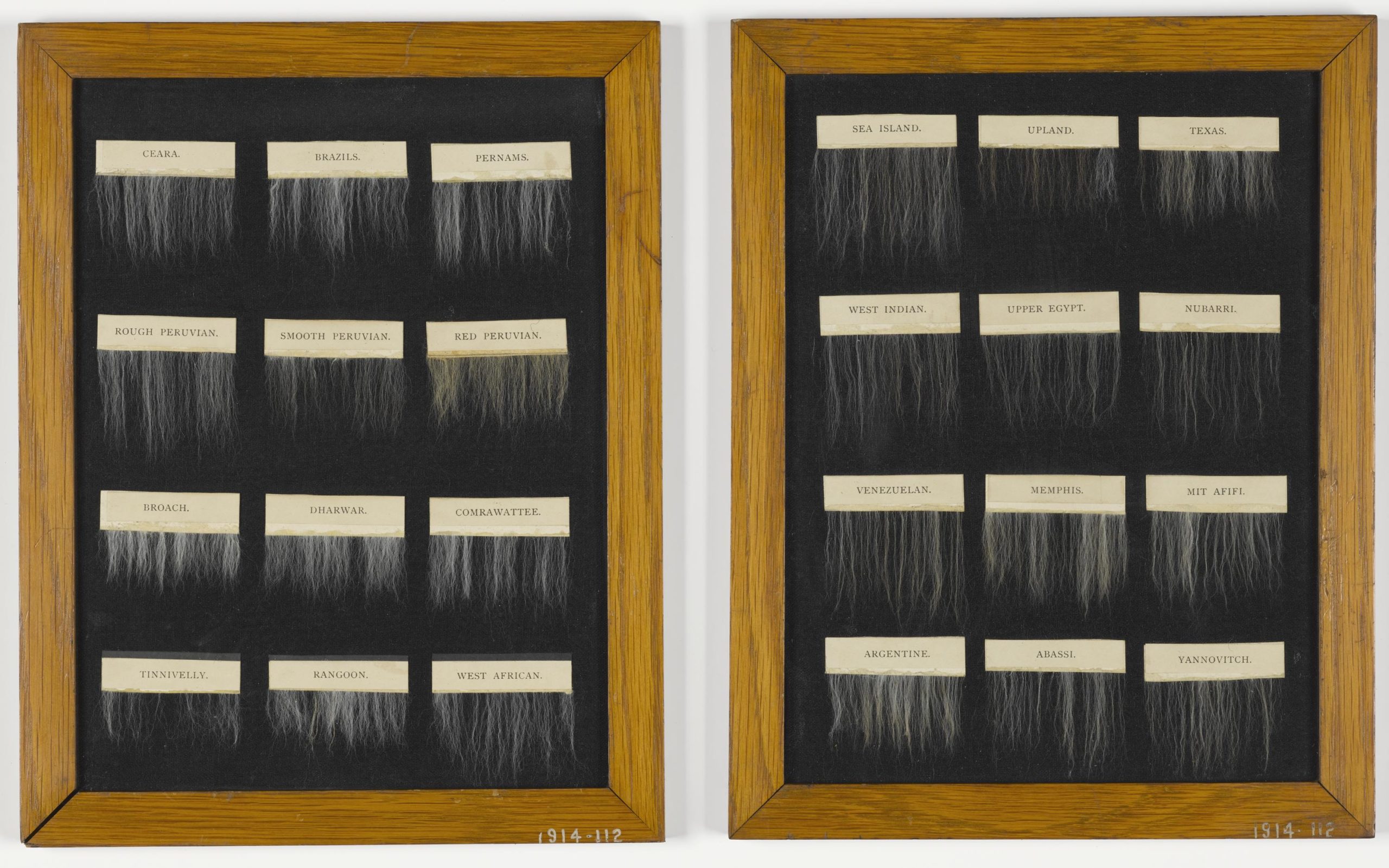 Two wooden frames containing a total of 24 cotton samples from different locations