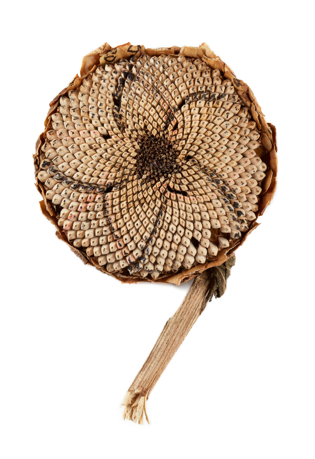 Sunflower seed head
