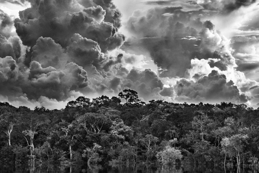 Black and white picture of clouds above trees
