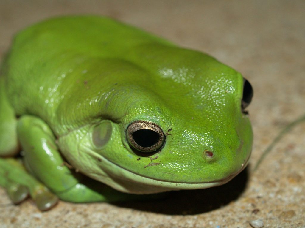 Green Frog by Grant Williamson (CC BY-SA 2.0)