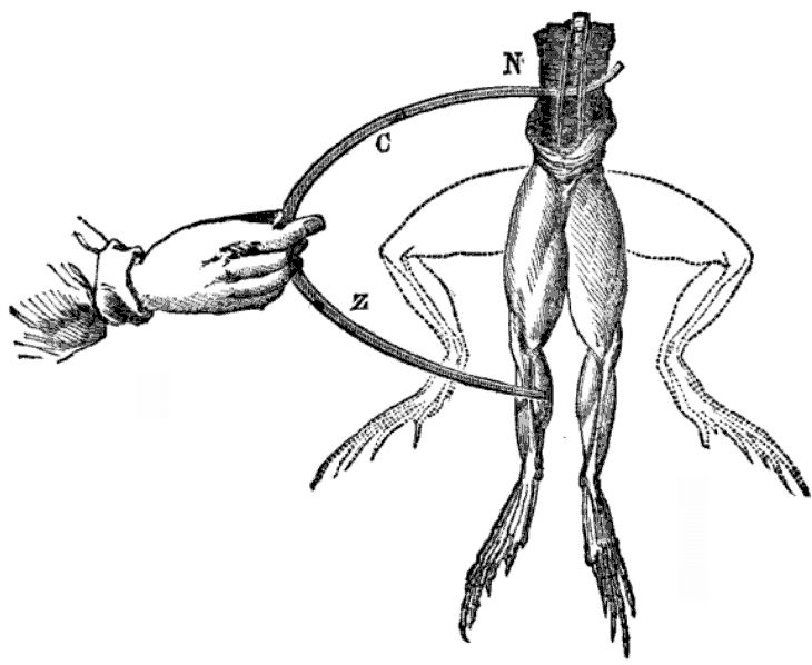 An illustration of how to move frogs' legs using electricity