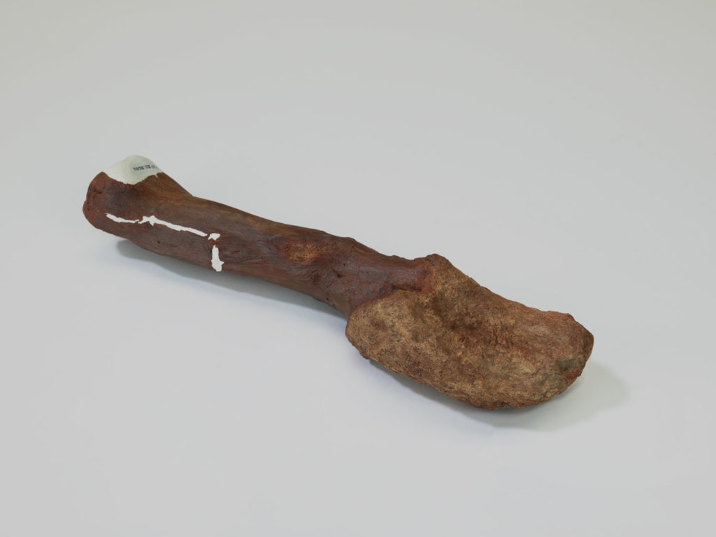 A cast of a dinosaur bone